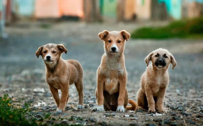 Adopcja zwierząt - poradnik dla przyszłych właścicieli