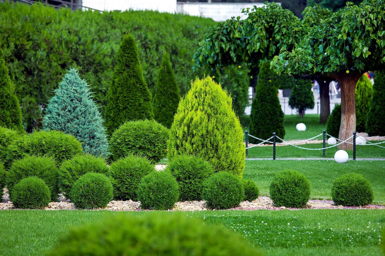 Pielęgnacja zieleni w Warszawie – Jak zadbać o rośliny w stolicy?
